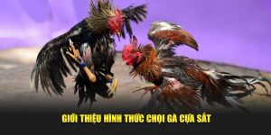 giới thiệu đá gà cựa sắt