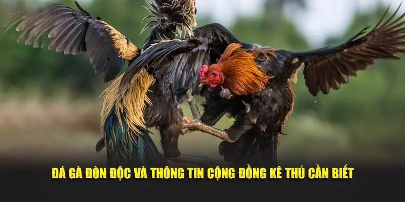 Hiểu rõ hơn các thông tin về đá gà đòn là gì?